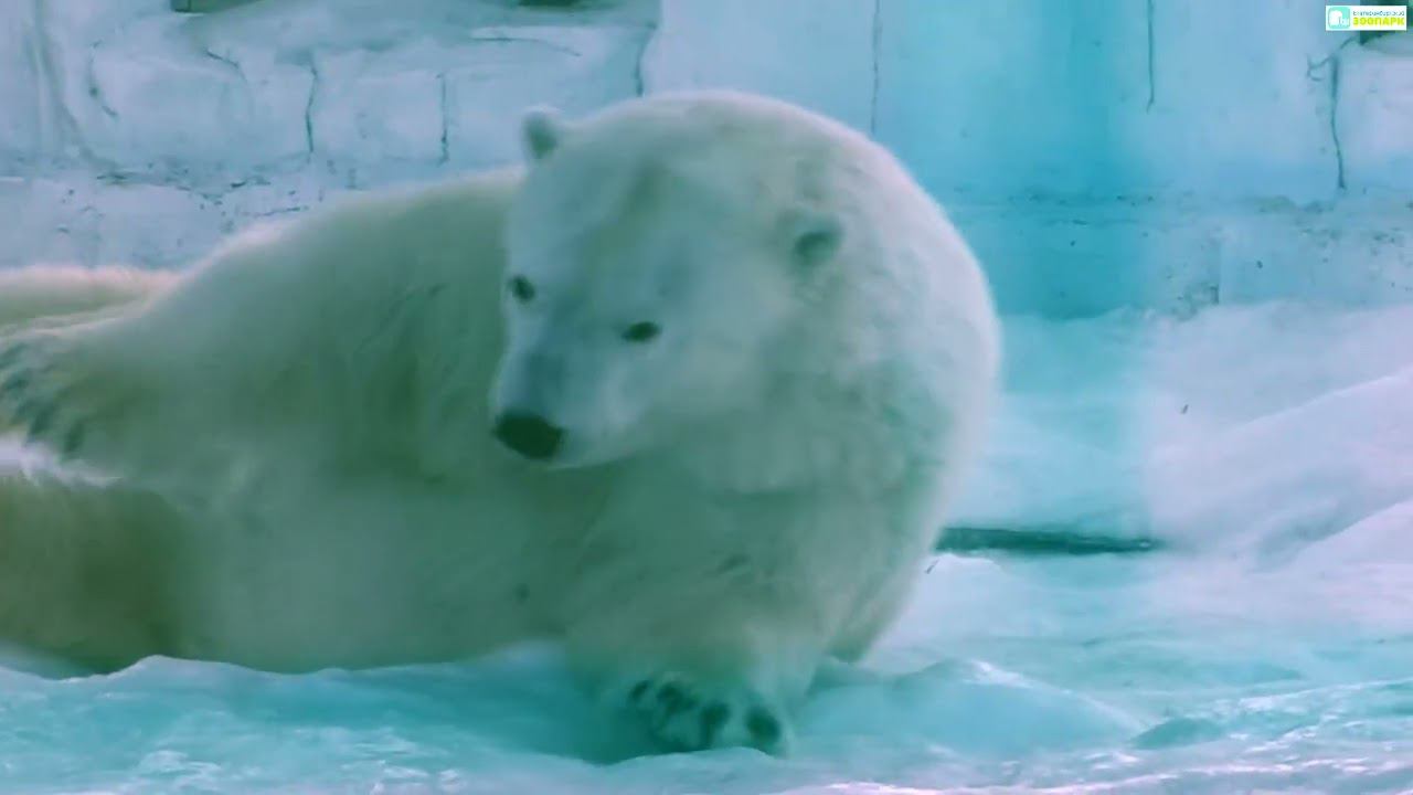 А у белых медведей нынче праздник. смотреть онлайн