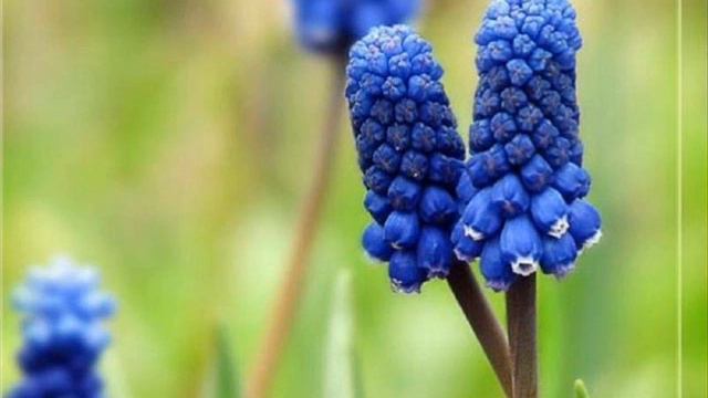 Для милых ДАМ!!! смотреть онлайн