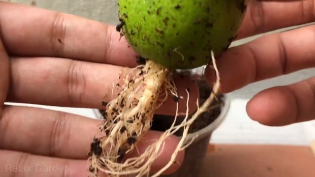 Tips to propagate the wrong lemon tree that bears fruit all year round | Relax Garden смотреть онлайн