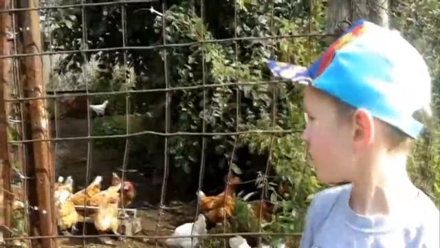 ➲ КУРОЧКА РЯБА и ПЕТУШОК ЗОЛОТОЙ ГРЕБЕШОК. Рома знакомится с курочками. Откуда берутся яйца? Из по. смотреть онлайн