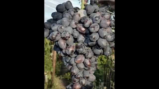 Матушка земля смотреть онлайн