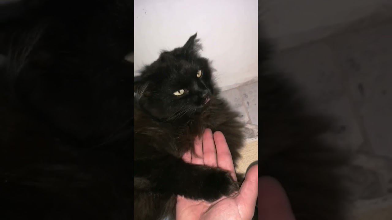 Кошкины поглажки смотреть онлайн