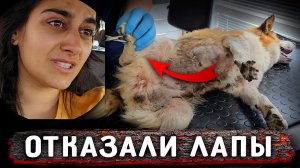 Случилось страшное. Покусали Боню. Нукер остановил.Отказали лапы. Органы целы. Тенька снова зашивают