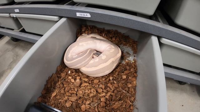 THE ONLY 3 BALL PYTHON TUB SIZES YOU NEED! #ars смотреть онлайн