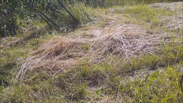БАКЛАЖАНЫ на узких грядках .Мульчируем сеном. смотреть онлайн