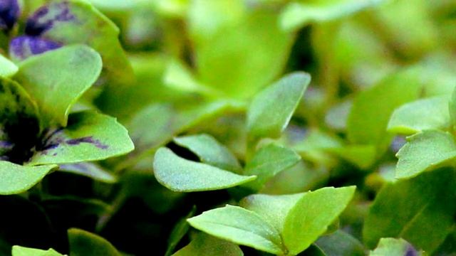 Базилик - полезные свойства. смотреть онлайн