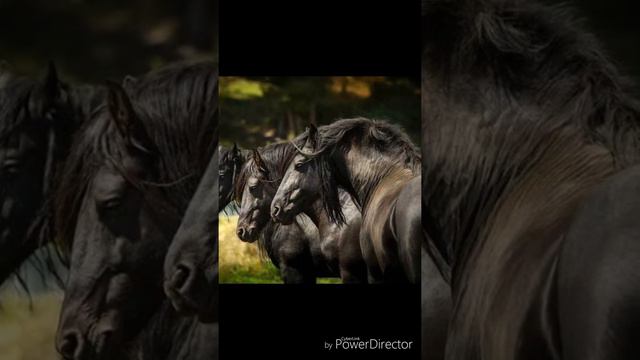 Песня про лошадей - LOIE смотреть онлайн