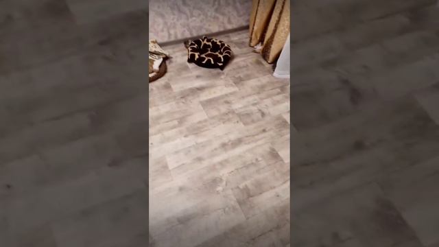 Зуева ок лайф смотреть онлайн