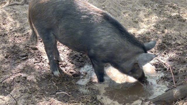 Красота летнего хутора. Дикий кабан превратился в облезлую мышь смотреть онлайн