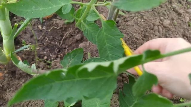 УХОД за ТОМАТАМИ после высадки в теплицу. смотреть онлайн