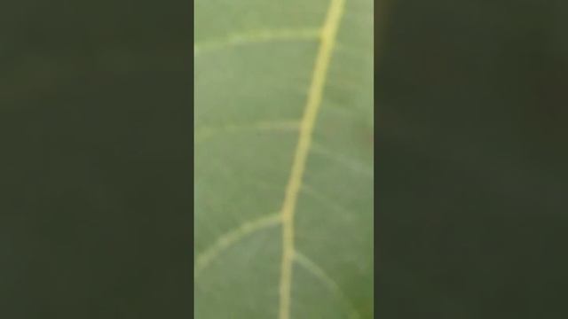 Anjeer plant🌱 смотреть онлайн