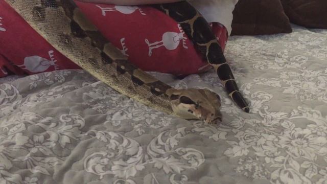 Москва, змея смотреть онлайн