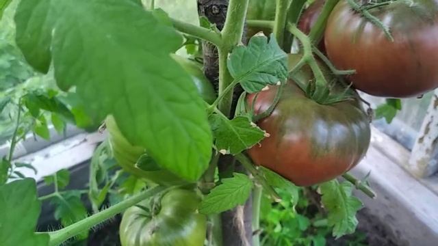 Томат Шоколадный смотреть онлайн