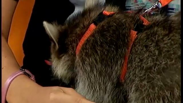 Енот дома. смотреть онлайн