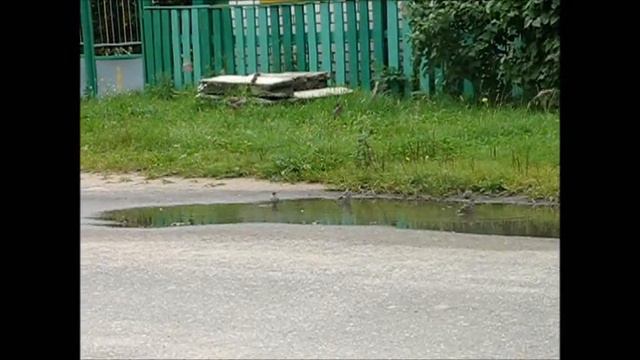Воробьи купаются смотреть онлайн