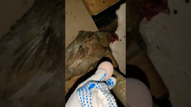 куры не несутся смотреть онлайн