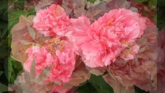 中国的国花： 牡丹 National Flower of China： Peony смотреть онлайн