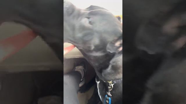 Предательство #canecorso #corso #итальянскийканекорсо #канекорсо #сибирь #собаки #предательство смотреть онлайн
