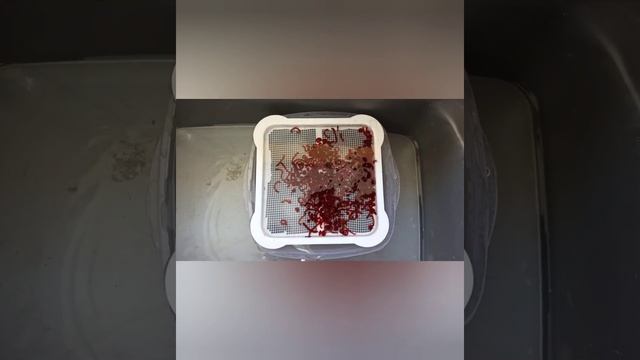 Как долго хранить мотиля в домашних условиях. смотреть онлайн