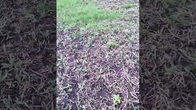 Знакомство с нашим огородом у речки смотреть онлайн