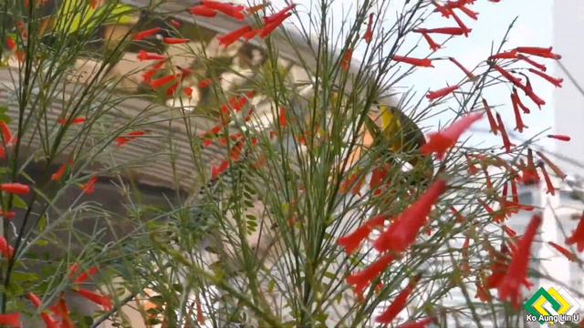 Green leaves, Red Flowers, and a Free Bird, in The Busy City. смотреть онлайн