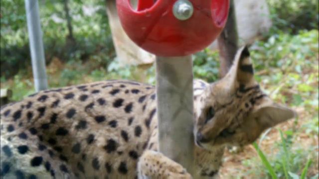Meet Elvis Serval, a wild cat who started his life as a pet смотреть онлайн
