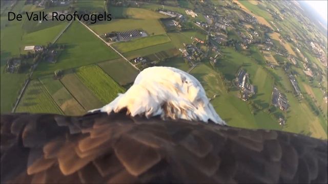 Eagle Flight With Camera смотреть онлайн
