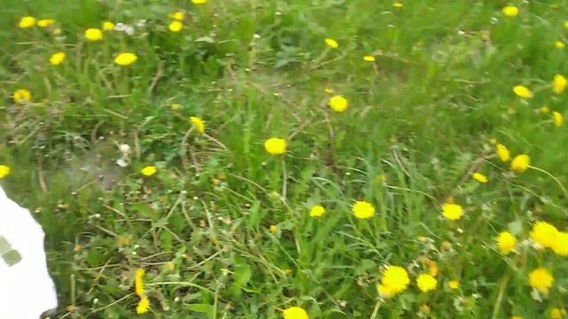 Одуванчик-кусочек солнца,кладезь витаминов.Сбор лекарственных трав открыт смотреть онлайн