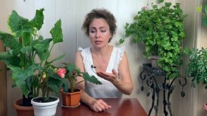 БЕГОНИЯ Секреты и Особенности ухода в домашних условиях.