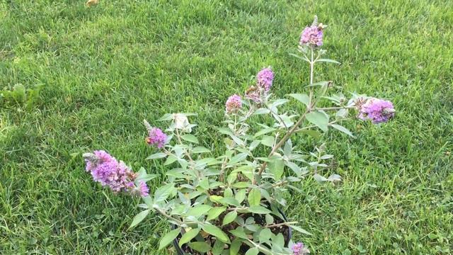 More about Butterfly Bush смотреть онлайн