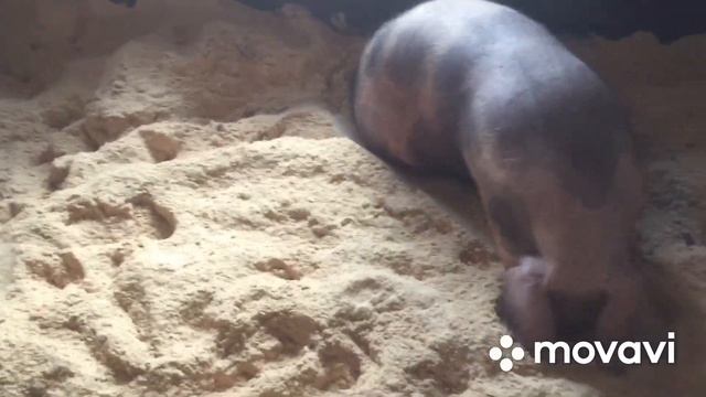 Затопило загон с глубокой подстилкой . Свиньи на ферментационной подстилке. Опилки для подстилки. смотреть онлайн