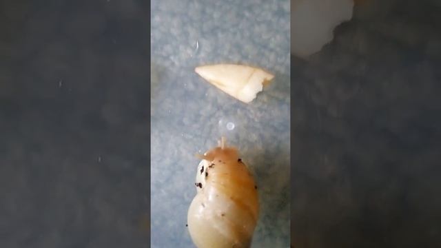 Что любят улитки ирадельки. смотреть онлайн