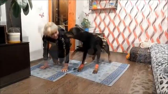 Doberman Joins in on Exercise Routine || ViralHog смотреть онлайн