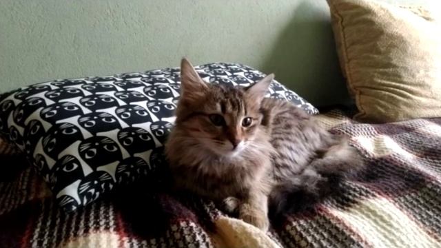 Мурчащий “моторчик” бежал за парнем до самого дома. Уличная кошка точно знала, что делала… смотреть онлайн
