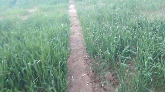 Озимая пшеница.Нормы высева.Опыты. 1 млн/2 млн/3 млн/3.5/4/4.5. смотреть онлайн