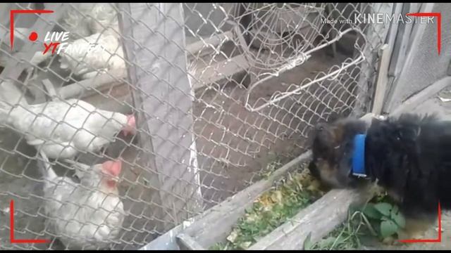 Мой щенок!!! смотреть онлайн