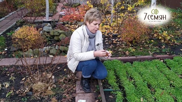 ПОСАДКА МОРКОВИ ОСЕНЬЮ! Основные правила для большого урожая / 7 семян смотреть онлайн