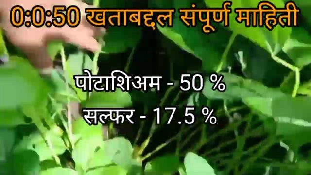 0 0 50 खात वापरत असाल किंवा वापरणार असाल तर हा व्हिडिओ नक्की बघा | 0 0 50 fertilizer use in marathi смотреть онлайн