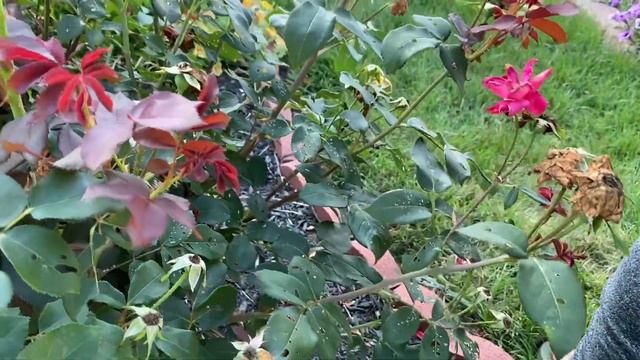 Rose Maintenance + care смотреть онлайн