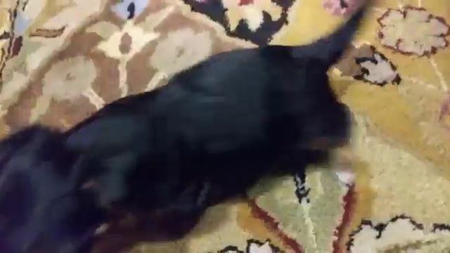 Приехала целоваться💝 смотреть онлайн