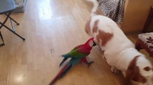 Игрища собаки и попугая!Альфушечка и лягушечка!)