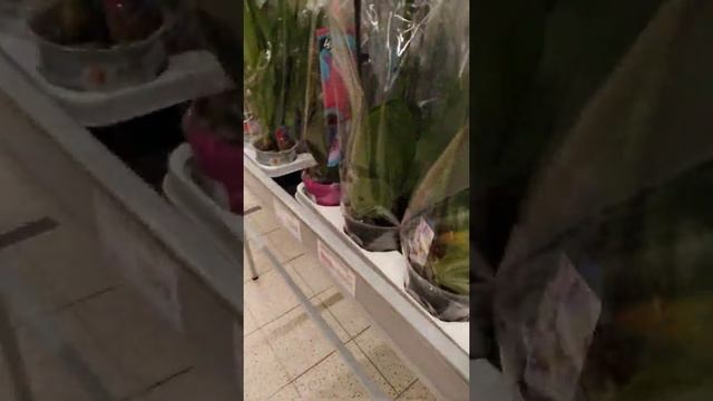 Обзор орхидей 17.07.2019 в Глобусе г Владимир смотреть онлайн