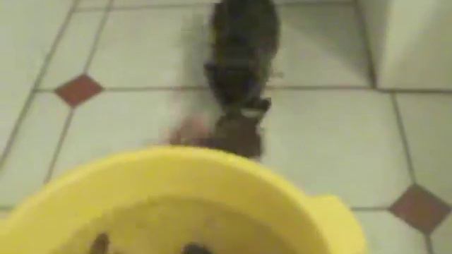 кошка рыболов смотреть онлайн