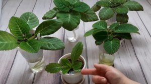 Глоксинии у которых два ростка из клубня(два центра).Один росток удаляю и укореняю.