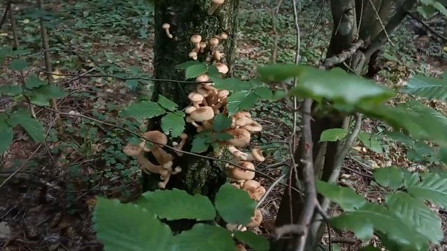 Осенние опята в середине лета смотреть онлайн