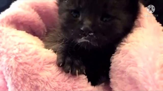 В глубине сада люди услышали тоненький кошачий писк и нашли необычного котёнка смотреть онлайн