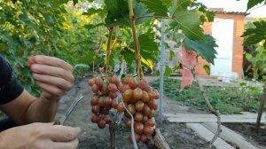 Вкусный, неукрывной виноград-Эльдорадо.