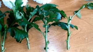 РАЗМНОЖЕНИЕ ХРИЗАНТЕМ ЧЕРЕНКОВАНИЕМ ИЗ БУКЕТА. Проверенный  способ!