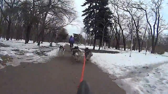 Сибирские Хаски - Моня, Беня, Дарт, Тедди тянут карт. Мототоксикоз он такой ))) смотреть онлайн