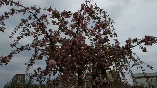 ВАРАШ. И СНОВА САКУРА ЦВЕТЕТ (Sakura. Prunus serrulata, serrula) смотреть онлайн